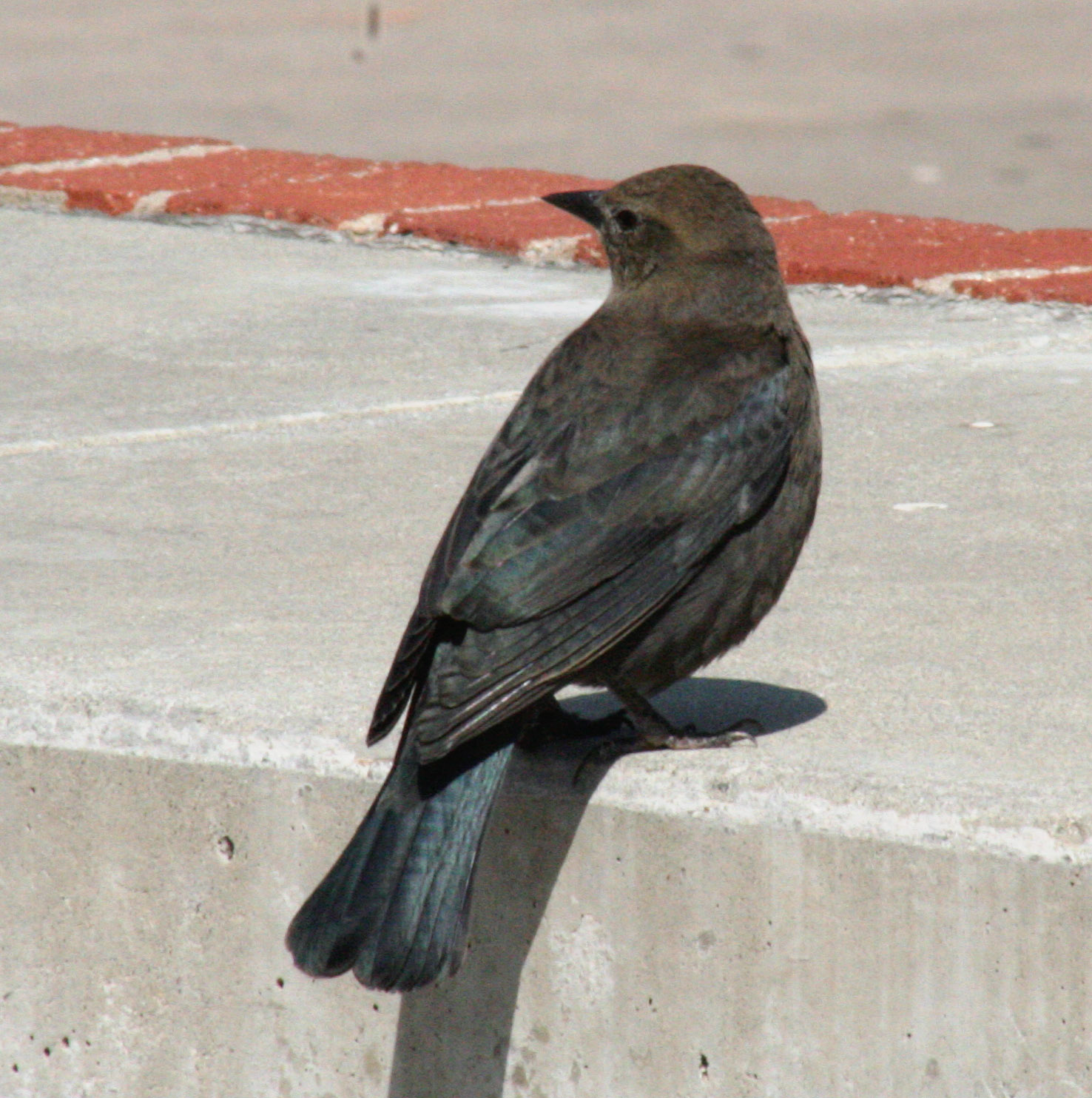 Brewer's Blackbird