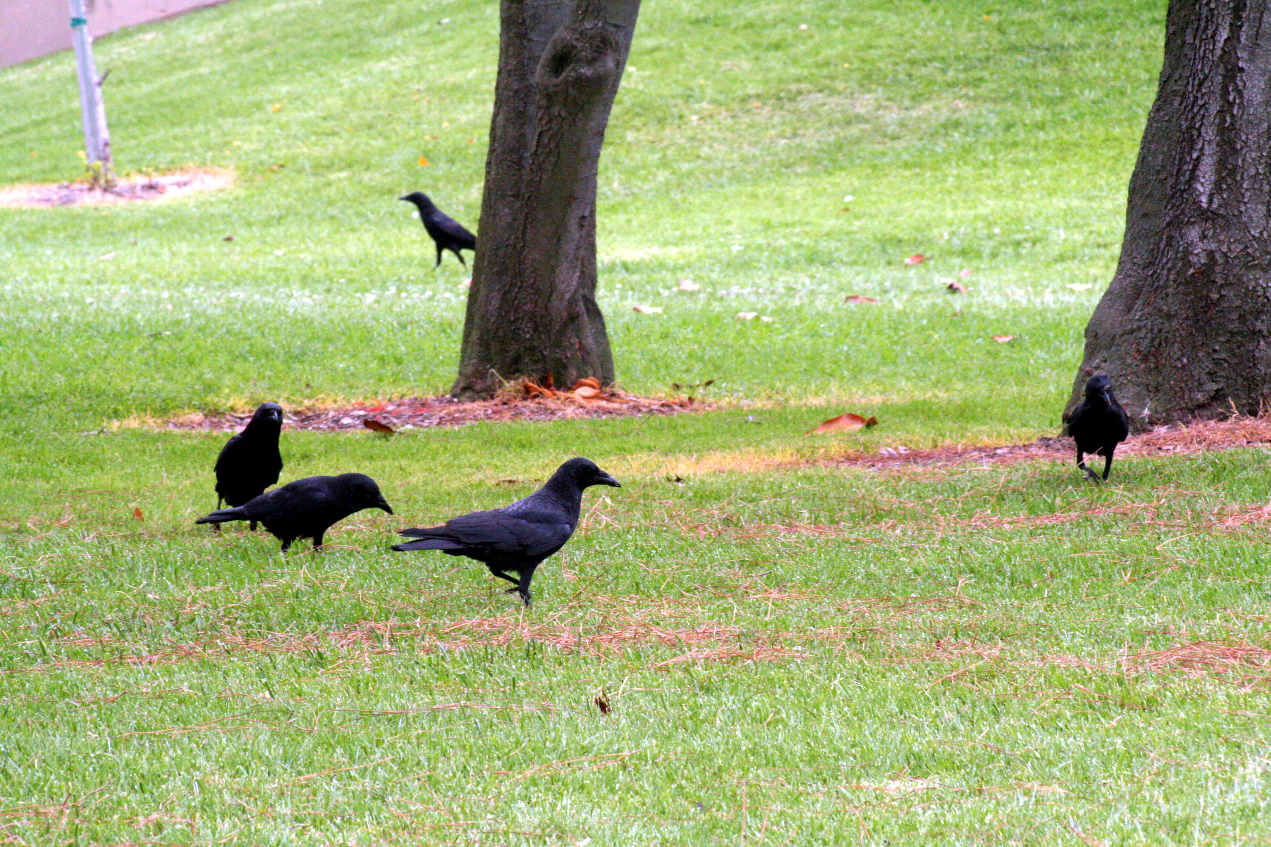 Group Of Crows Name 46
