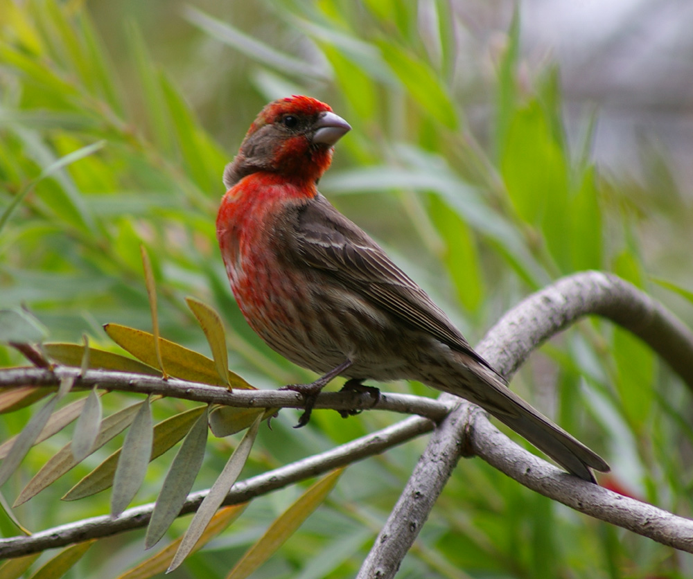 Birds of Westwood: House Finch