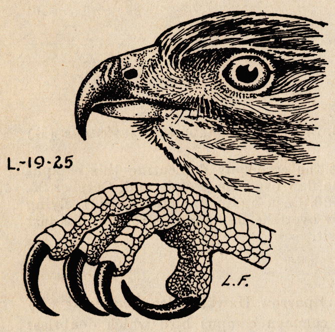 My Image 70